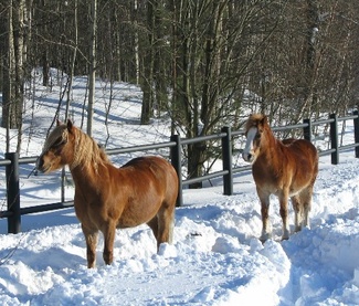Sunny ja Eetu Viikin tarhassa, kuva: Liisi Myllykangas