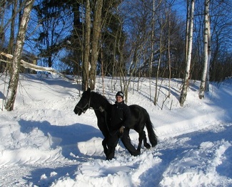 Spirit tuli viimeisenä poneista Viikkiin, kuva: Liisi Myllykangas