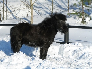 Sampo, kuva: Liisi Myllykangas