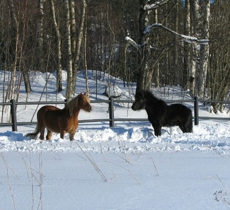 Sunny ja Sampo, kuva: Liisi Myllykangas