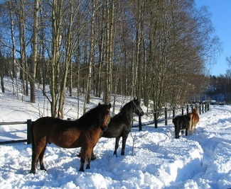 Kokis ja Spirit etualalla, kuva: Liisi Myllykangas