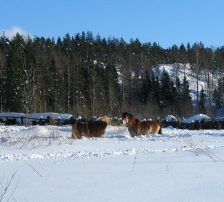 Sunny ja Jave Viikin maisemissa, kuva: Liisi Myllykangas