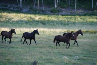 Kuva: Sari Hautakangas
