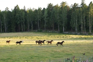 Kuva: Sari Hautakangas