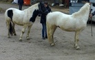 Uudet ponit saapumassa Viikkiin, Nasse oikealla ja Masi vasemmalla. Kuva: Liisi Myllykangas 