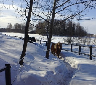 Niitta johtaa ponit sisään tarhasta, kuva: Liisi Myllykangas