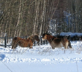 Sunny ja Jave, kuva: Liisi Myllykangas