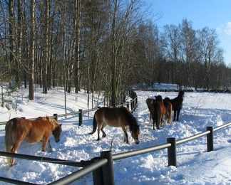 Ruunat Viikin tarhassa, kuva: Liisi Myllykangas