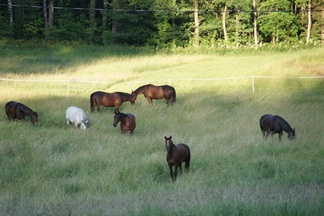 Kuva: Sari Hautakangas