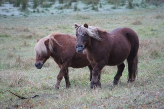 Kirsikka ja Niitta, kuva: Sari Hautakangas