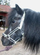 Bella, kuva: Liisi Myllykangas